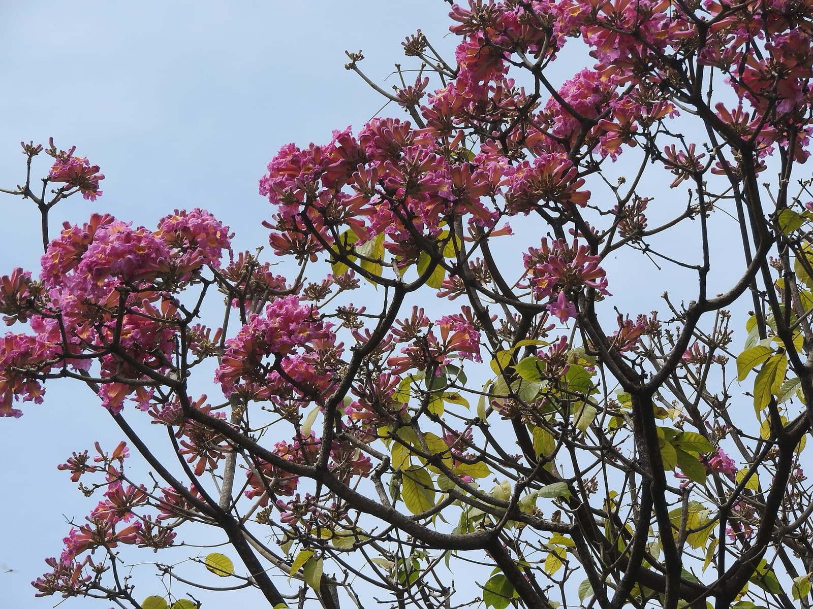 Pink Tabebuia in bloom against the sky in Cubbon Park, Bengaluru