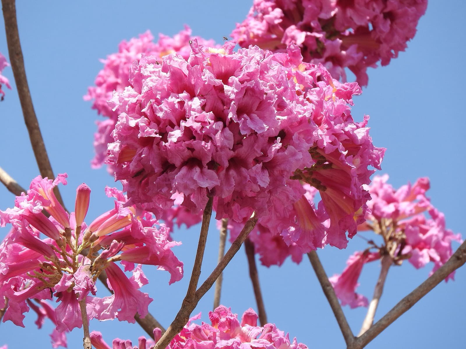 A cluster of pink Tabebuia flowers in Cubbon Park, Bengaluru